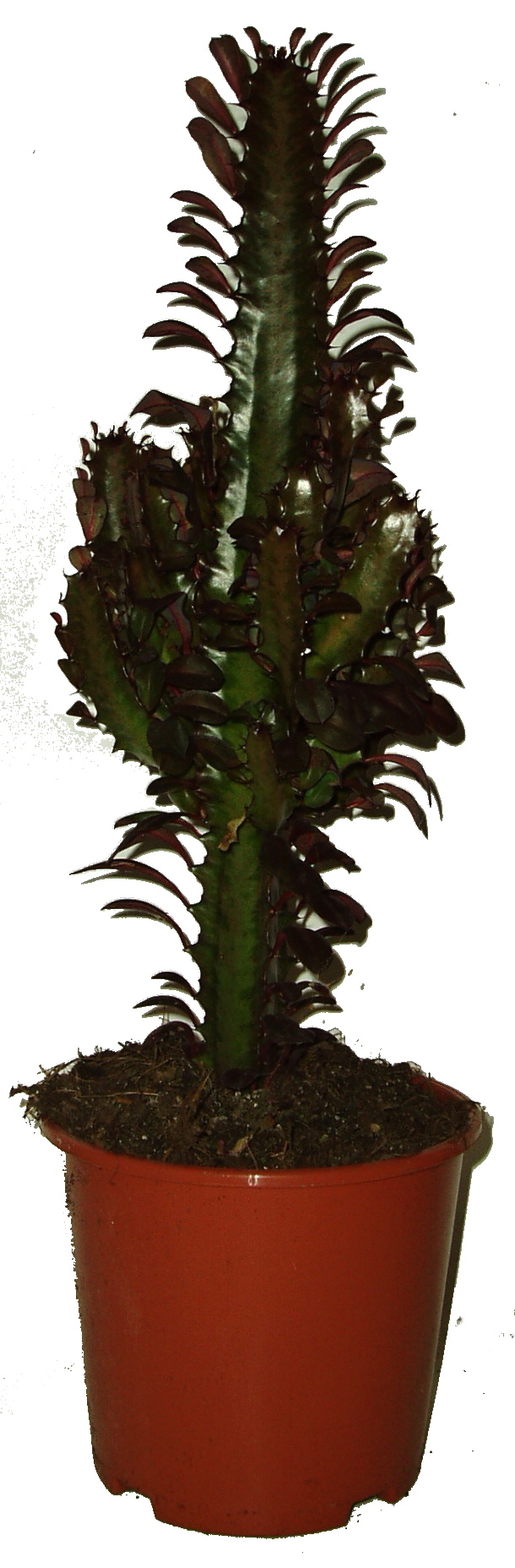 Kaktus Euphorbia 630