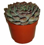 Sukulent 743
