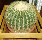 Echinocactus Grusonii velký 40 let
